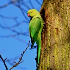 parakeet